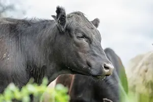 Cattle Grazing Prints: lose up of Stud Beef bulls, cows and calves grazing on grass in a field
