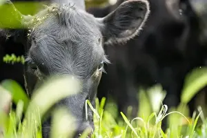 Calf Prints: lose up of Stud Beef bulls, cows and calves grazing on grass in a field