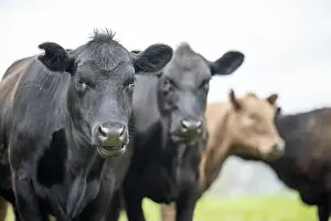 Cattle Grazing Prints: lose up of Stud Beef bulls, cows and calves grazing on grass in a field