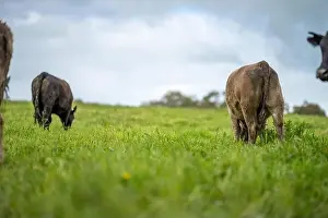 Cattle Grazing Prints: lose up of Stud Beef bulls, cows and calves grazing on grass in a field
