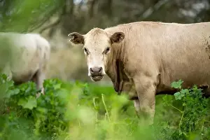 lose up of Stud Beef bulls, cows and calves grazing on grass in a field