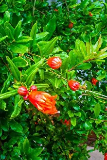 Pomegranate Prints: loseup of Pomegranate tree flowering, Punica granatum