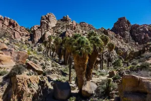 Rock Formations Prints: The LOST PALMS OASIS has the largest wild grouping of CALIFORNIA FAN PALMS (Washingtonia filifera)