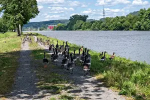 River Bank Prints: A lot of Canada geese ( Branta canadensis ) walking on a dirt road near the river bank