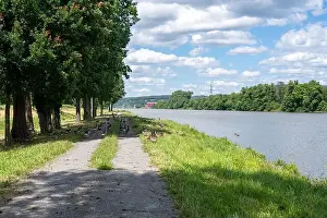 River Bank Prints: A lot of Canada geese ( Branta canadensis ) walking on a dirt road near the river bank