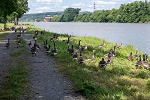 River Bank Prints: A lot of Canada geese ( Branta canadensis ) walking on a dirt road near the river bank