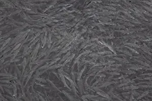 Nessebar Prints: A lot of fish swimming in the fresh clear water in the port of Nessebar, Burgas, Bulgaria