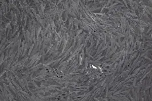 Nessebar Prints: A lot of fish swimming in the fresh clear water in the port of Nessebar, Burgas, Bulgaria