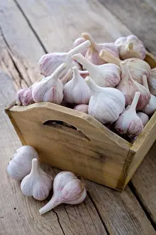 Aromatic Prints: A lot of garlic in wooden box on old kitchen table.
