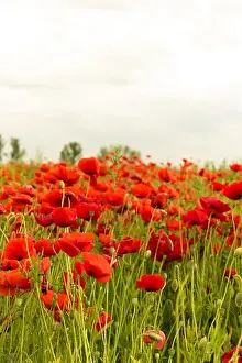 Poppy Prints: A lot of poppy flowers outdoors in beautiful illuminated red colour on field landscape wallpaper
