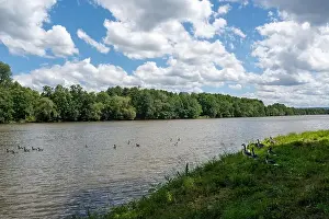 River Bank Prints: Lots of Canada geese ( Branta canadensis ) on a meadow on the river bank and some swimming in the water