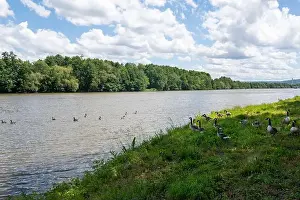 River Bank Prints: Lots of Canada geese ( Branta canadensis ) on a meadow on the river bank and some swimming in the water