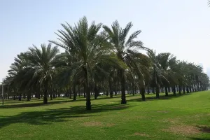 United Arab Emirates Prints: Lots of palm trees in a tree-lined avenue in Sharjah