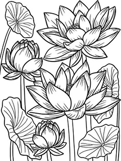 Aquatic Plant Prints: Lotus Flower Coloring Page for Adults