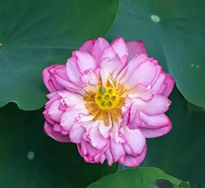Saigon Prints: Lotus flower and Lotus flower plants
