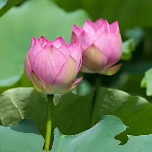 Saigon Prints: Lotus flower and Lotus flower plants