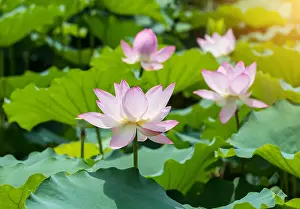 Saigon Prints: Lotus flower and Lotus flower plants