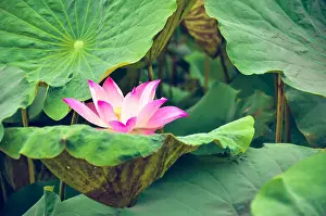 Non Urban Prints: Lotus flower and Lotus flower plants