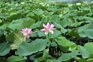 Virtue Prints: Lotus flower plants