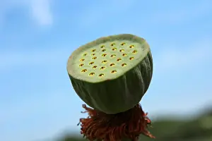 Virtue Prints: Lotus flower plants