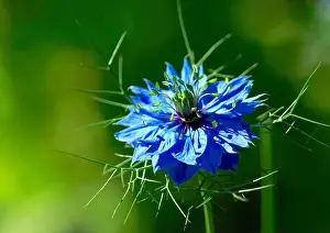 Love-in-the-mist blossom (Nigella damascena)