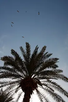 Backlit Prints: [Low angle] silhouette of [palm tree] canopy backlit against cloudless blue sky
