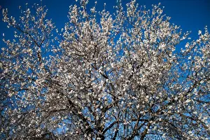 Almond Prints: A low angle view of an almond tree blossoming in spring