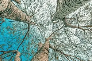 Treetop Prints: Low angle view of silver poplar trees with bare branches in park, selective focus