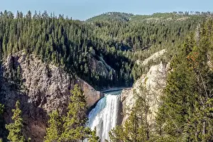 American Bison Prints: Lower Yellowstone Falls in the Yellowstone National Park, USA