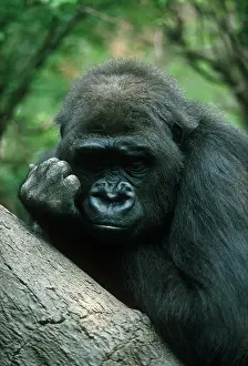 Suffering Prints: Lowland gorilla displays sad expression at the Congo exhibit of Bronx Zoo New York USA