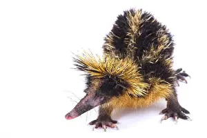 Terrestrial Prints: lowland streaked tenrec, Hemicentetes semispinosus