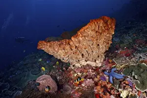 Sea Stars Prints: Luminous Barrel sponge, barrel sponge (Xestospongia testudinaria) with blue starfish and fish
