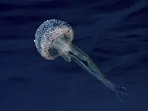 South France Prints: A luminous jellyfish (Pelagia noctiluca)