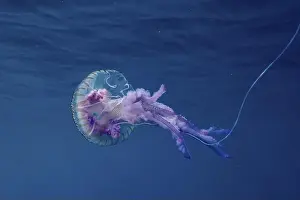 Shimmering Prints: Luminous jellyfish (Pelagia noctiluca) with shimmering purple tentacles under water