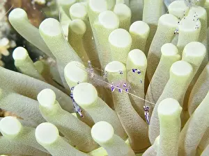 Dive Site Prints: Luminous shrimp, Saravati anemone partner shrimp (Ancylomenes sarasvati)