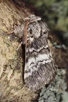Pause Prints: Lunar Marbled Brown (Drymonia ruficornis) adult