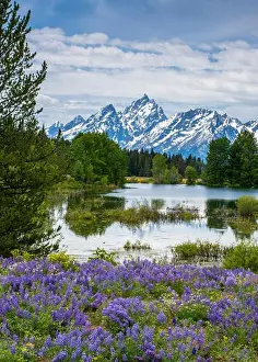 Lupine flowers with the Teton Mountains in the background (Large format sizes available)