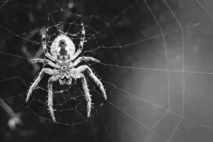 Arachnid Prints: lurking spider on a peacock
