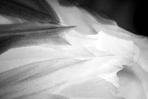 Monochromatic Prints: Lush black and white detail of petals in night blooming cactus flower