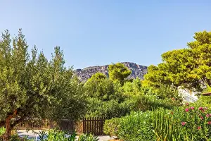 Tropical Vegetation Prints: Lush garden with olive trees, flowering bushes