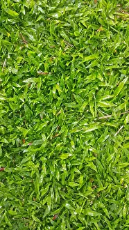 Turf Prints: lush green buffalo grass as a lawn