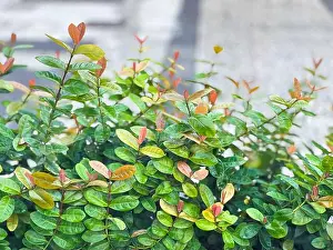 Heart Shaped Prints: Lush green bush with fresh orange-tinted leaves