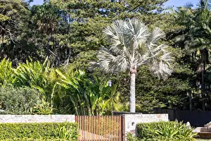 Palm Beach Prints: Lush green tropical private garden at a house in Palm beach, Sydney, Australia
