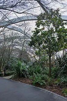 Ferns Prints: Lush greenery at Crossrail Place Roof Garden in Canary Wharf, London