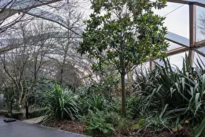 Ferns Prints: Lush greenery at Crossrail Place Roof Garden in Canary Wharf, London