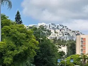 Haifa Prints: Lush greenery with tropical trees contrasts with white buildings on a hill