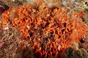 Costa Brava Prints: Lush orange sponge (Acanthella acuta) on the seabed