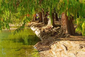Reflection Lake Prints: Lush trees line the water's edge