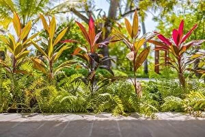 Images Dated 13th August 2022: Lush tropical garden with assorted colorful flowers and plants