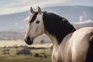 Iberian Prints: Lusitano